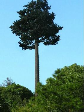 邢台仿生树久久99精品国产麻豆91樱花生产厂家